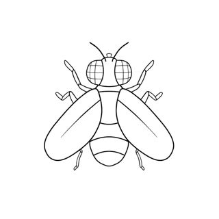 Detailed Line Drawing of a Fly: Illustrating Insect Anatomy