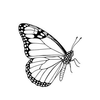 Elegance in Flight: The Monarch Butterfly